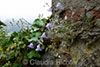 Glockenblumen
